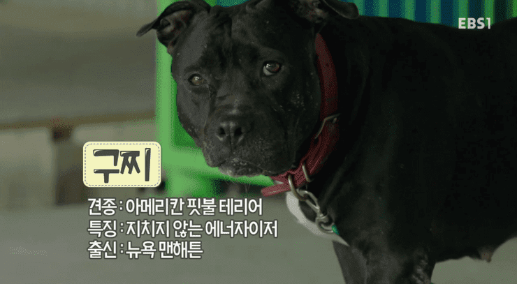 반도의 흔한 댕댕이 이름 유형