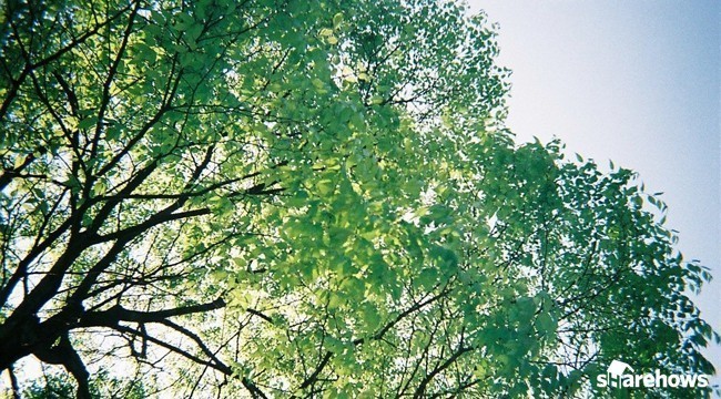 식목일, 알차게 보내는 방법