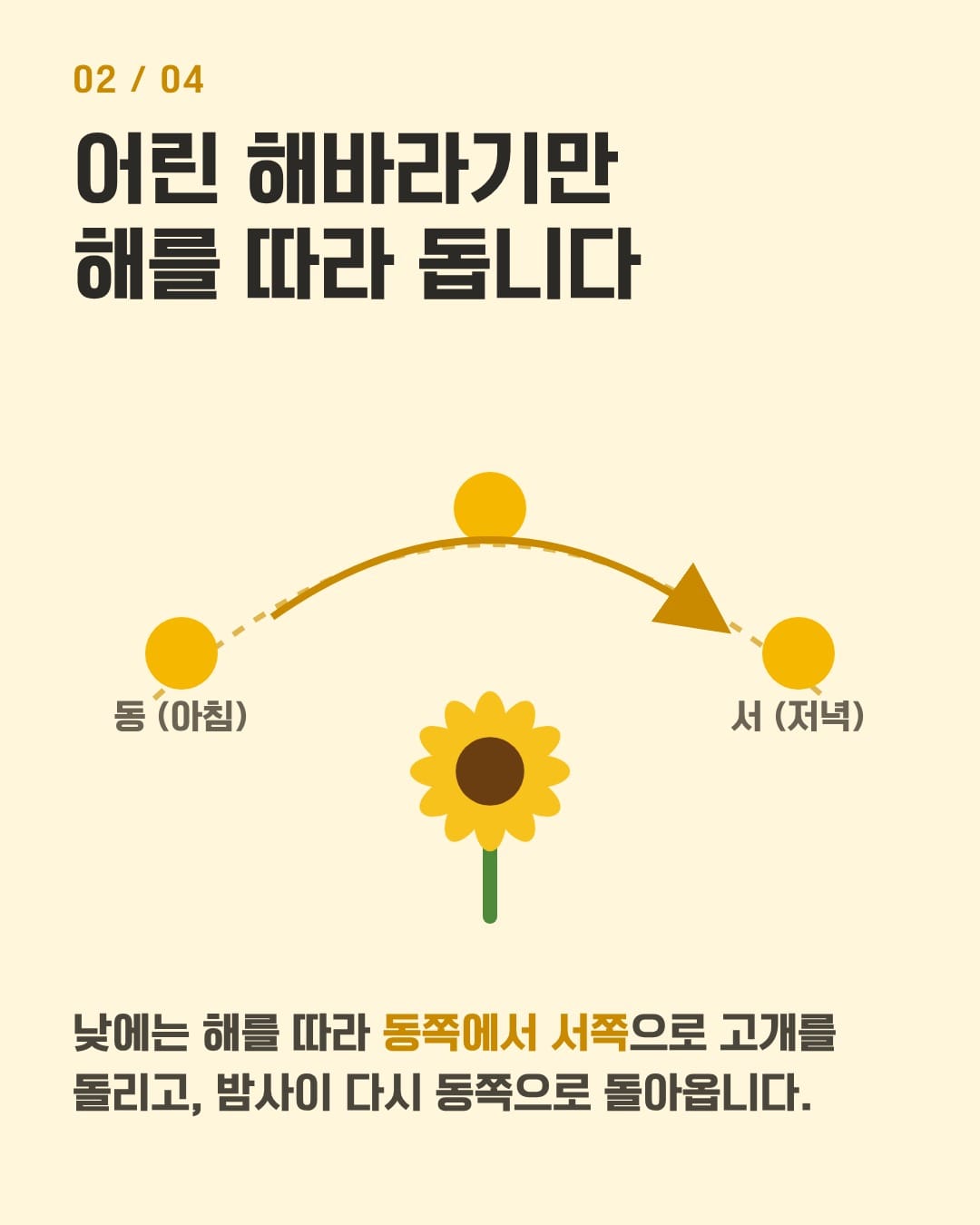 어린 해바라기가 낮에는 동쪽에서 서쪽으로 해를 따라 도는 모습