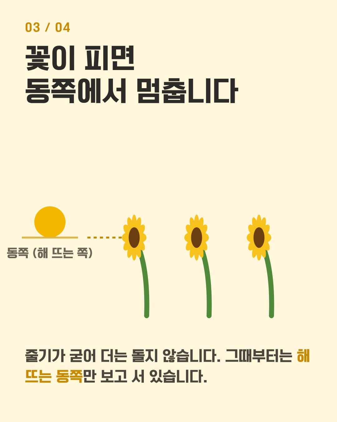 다 핀 해바라기가 해 뜨는 동쪽을 보고 멈춘 모습