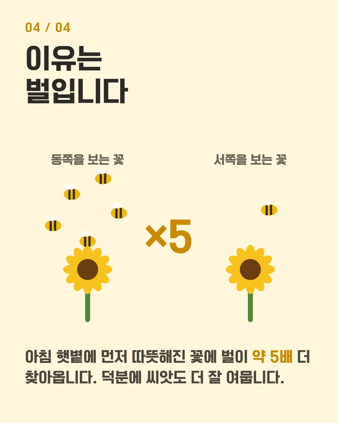 동쪽을 보는 꽃에 벌이 약 5배 더 찾아오는 모습
