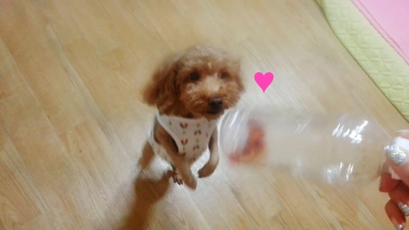 강아지 아이큐볼 만드는 방법