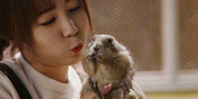 프레리독은 어떤 동물일까?