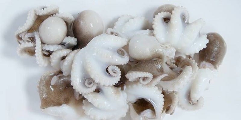 제철 재료 정복기 [4월 쭈꾸미 편]