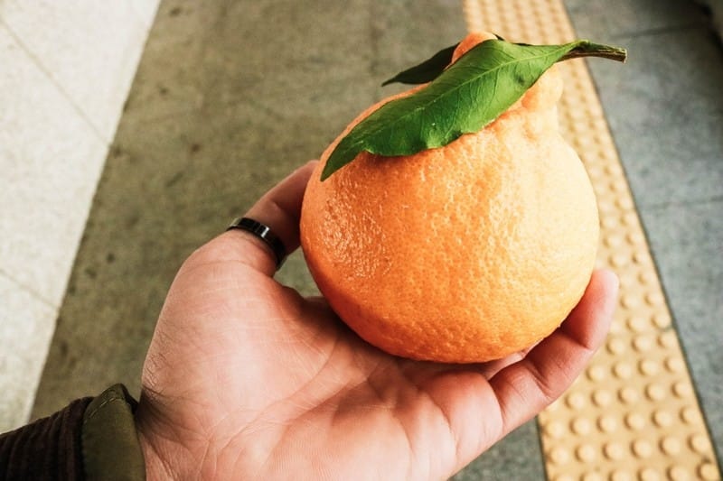 [과일 칼럼] 한라산을 닮은 한라봉