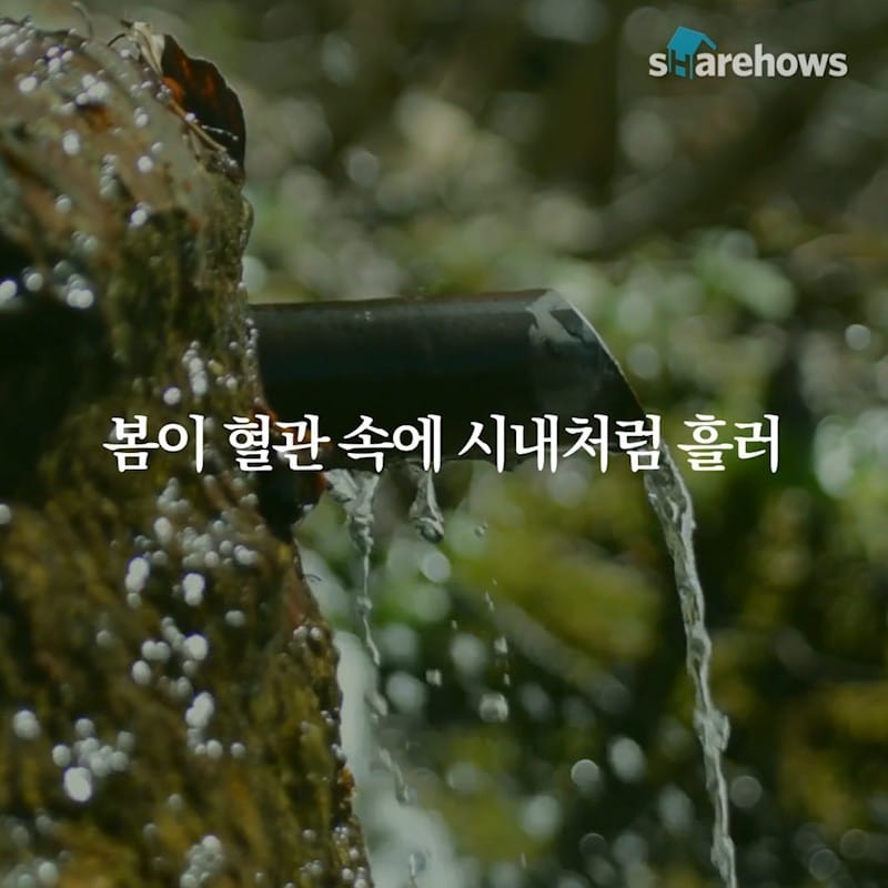 봄날의 산책, 윤동주 '봄'