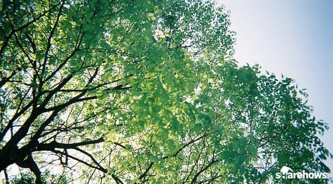 식목일, 알차게 보내는 방법