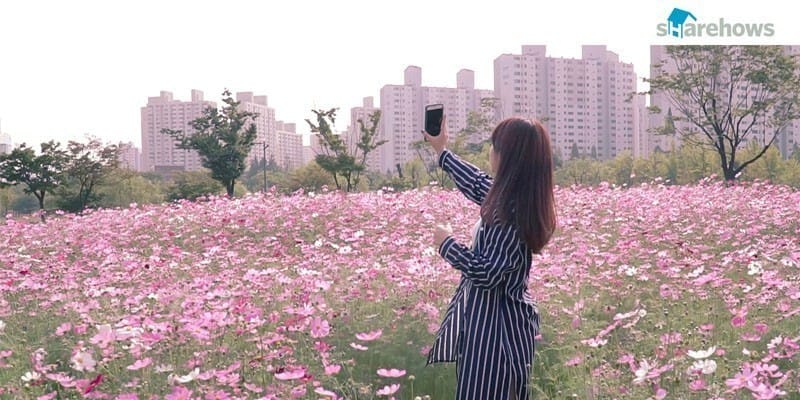 가을 꽃놀이는 여기가 최고다, 부천 호수공원! 글 대표 이미지