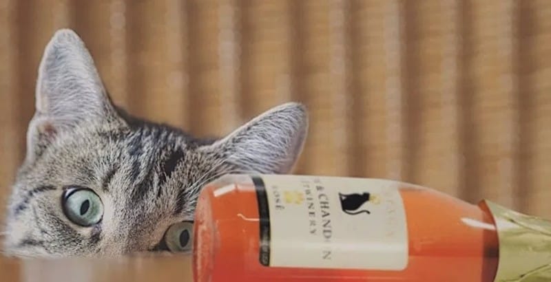 고양이 와인, 강아지 맥주 글 이미지