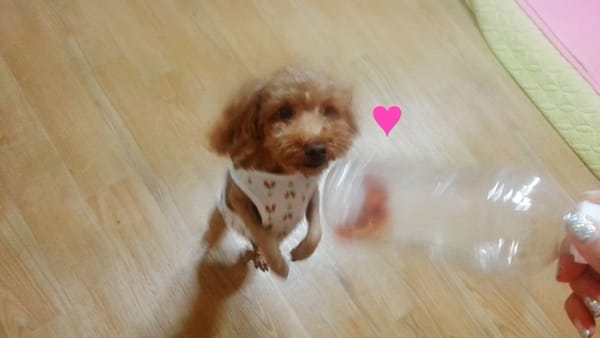 강아지 아이큐볼 만드는 방법