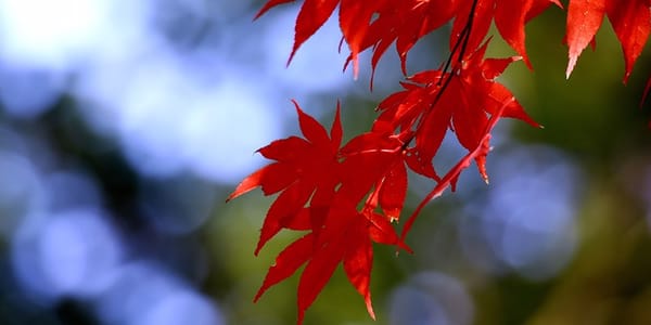 가을 등산, 단풍놀이 A to Z