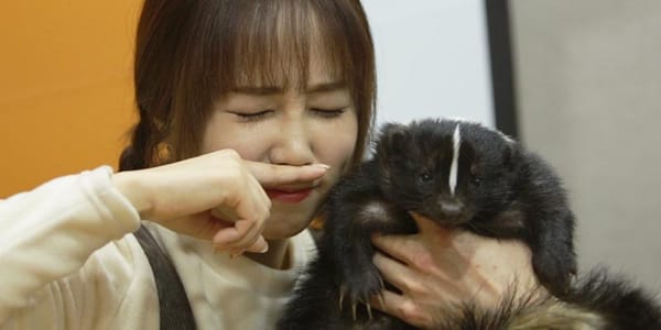 방귀대장 스컹크, 정말 방귀냄새가 고약할까?