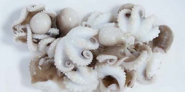 제철 재료 정복기 [4월 쭈꾸미 편]