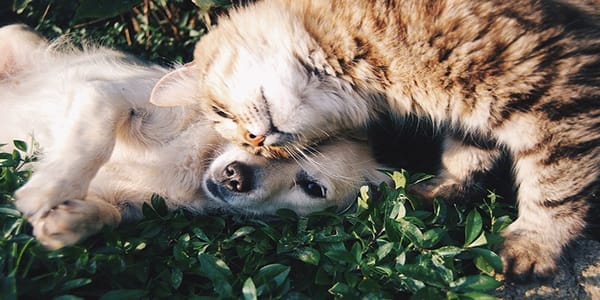 혼자서도 잘 노는 강아지 고양이 장난감 7