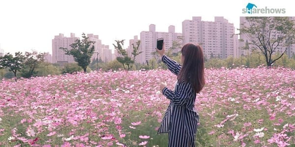 가을 꽃놀이는 여기가 최고다, 부천 호수공원!