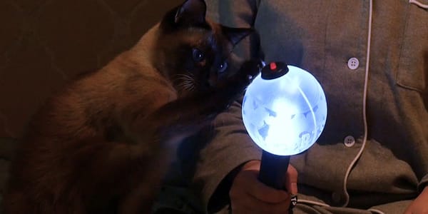#2 고양이를 위한 집사의 바쁜 하루