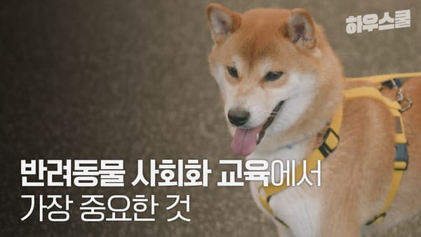 반려동물 사회화 교육에서 가장 중요한 것은?
