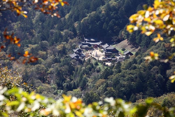 사찰음식 명장 선재스님의 식탁부터 뮤지컬 갈라까지, 오대산 가을 숲의 문화 향연